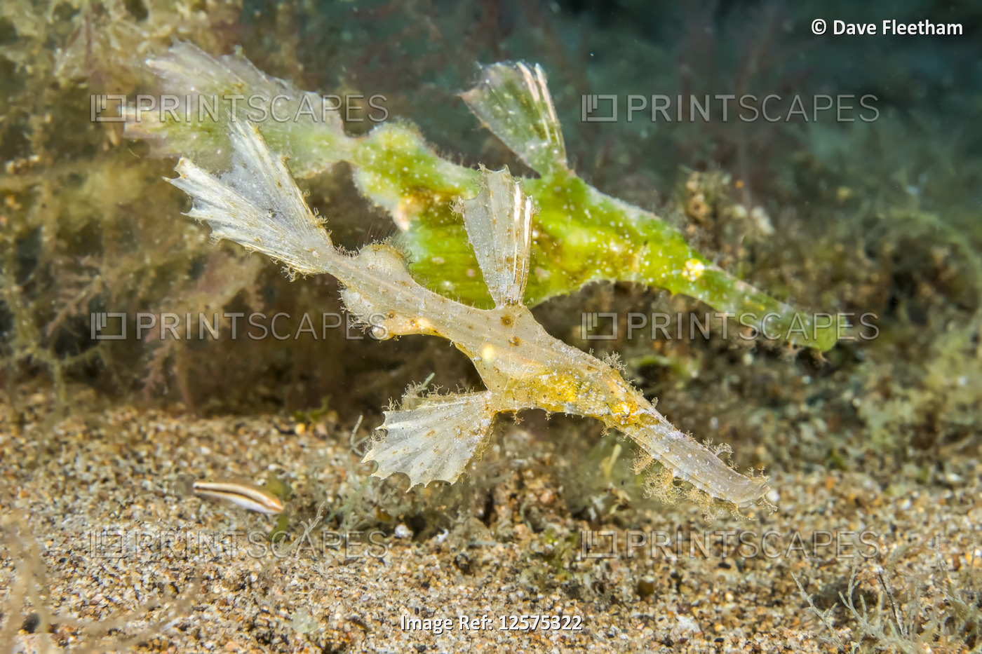 The male roughsnout ghost pipefish (Solenostomus paegnius) is pictured here in ...