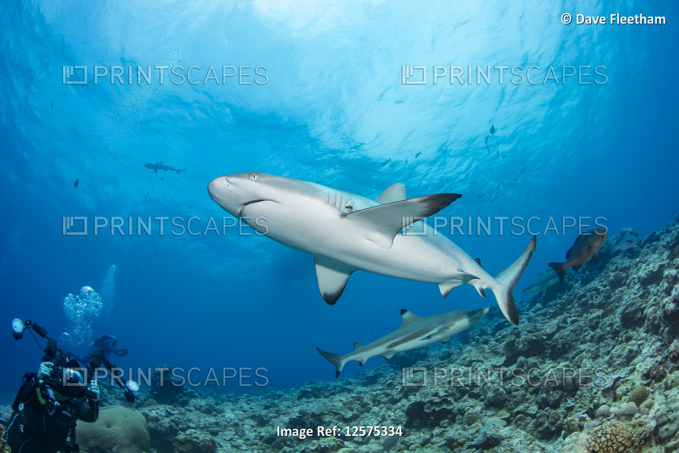 A photographer lines up on a gray reef shark (Carcharhinus amblyrhynchos) off ...