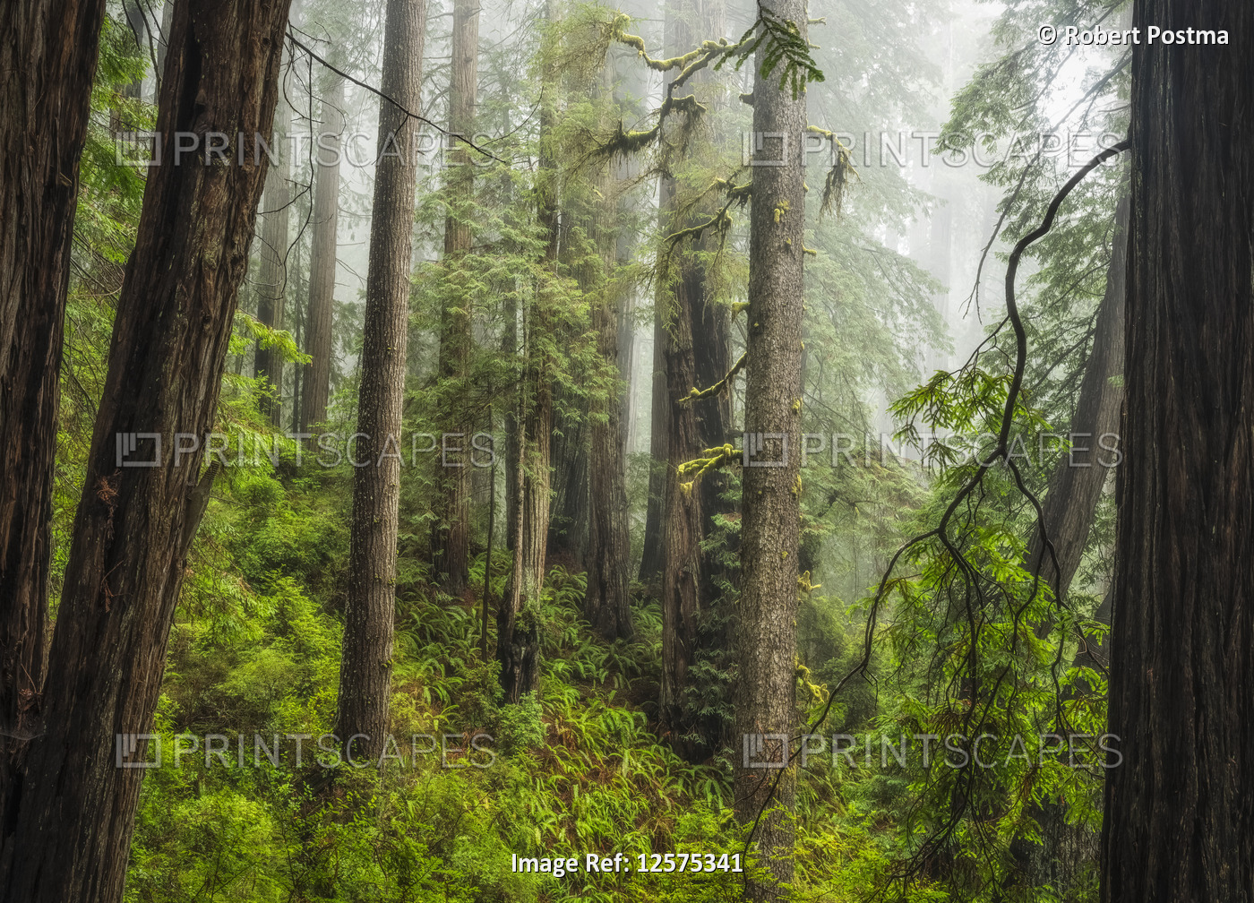 Forests and trees of the Redwood forest in Northern California. The latin name ...