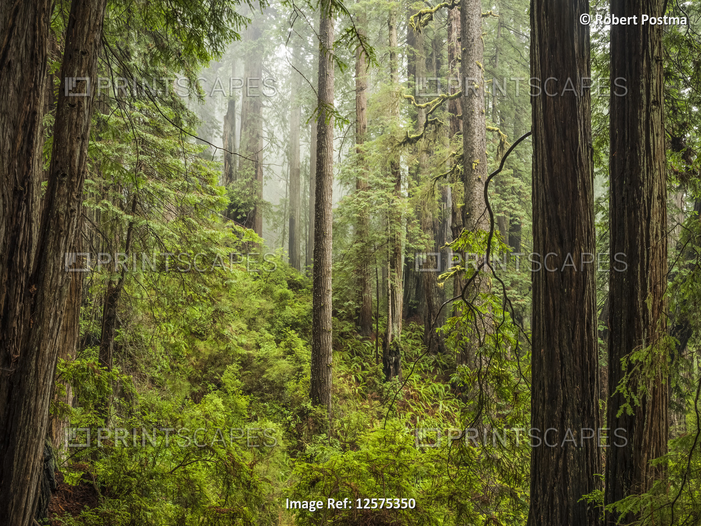 Forests and trees of the Redwood forest in Northern California. The latin name ...