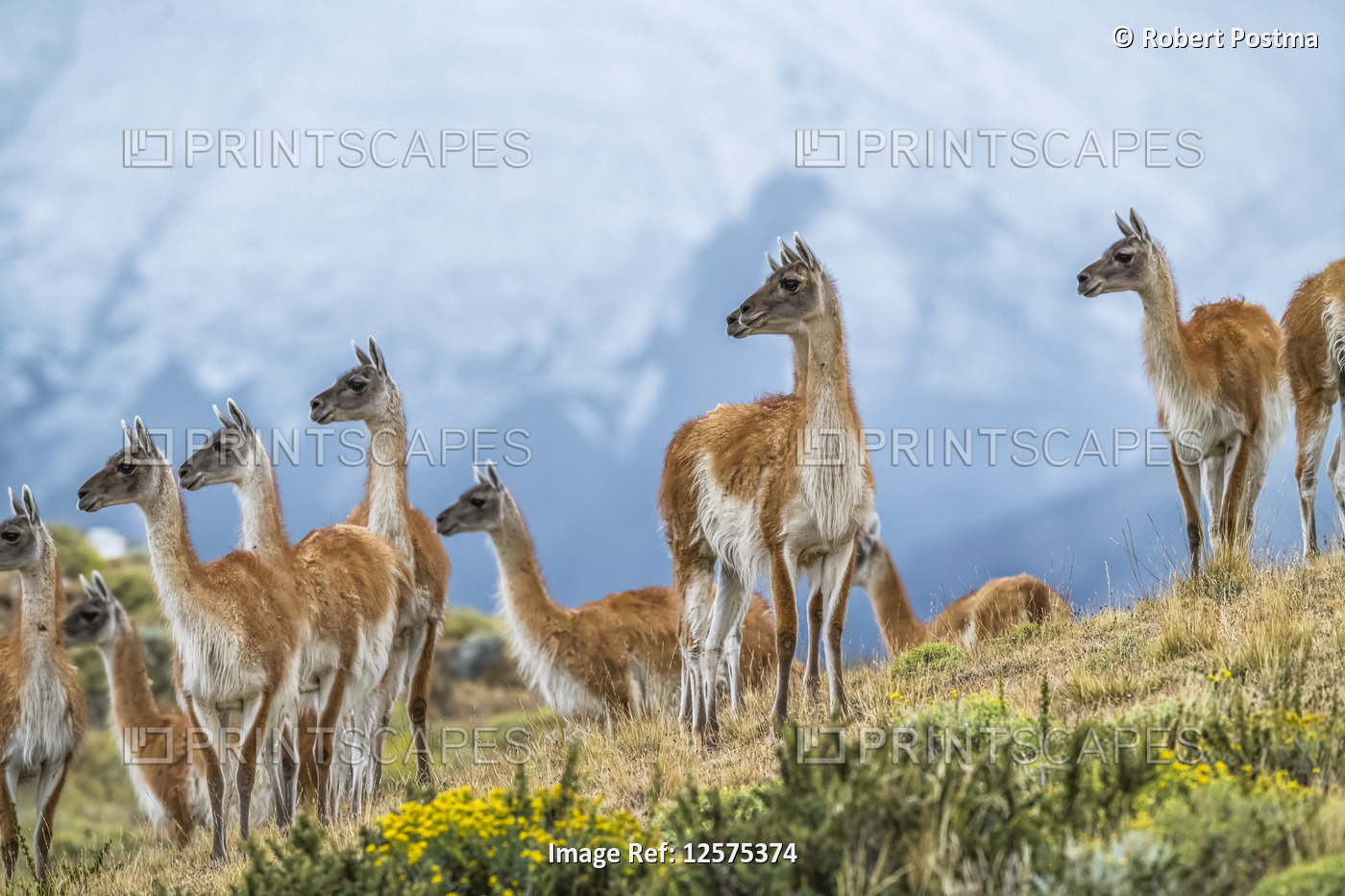 Guanaco (Lama guanicoe) is the primary food source for the puma of Southern ...