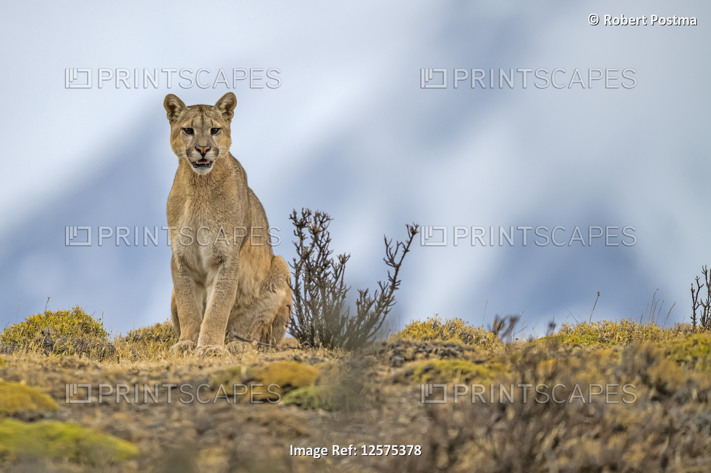 Puma sitting on the landscape in Southern Chile; Chile