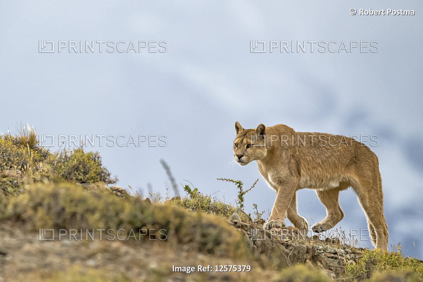 Puma walking through the landscape in Southern Chile; Chile