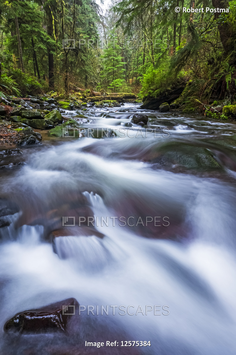 Stream running through the rainforest of the Oregon Coast; Oregon, United ...