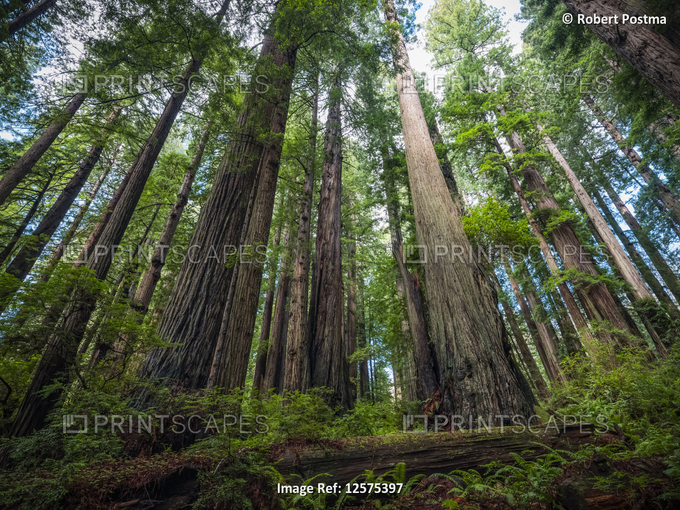 Standing in the Redwood forests of Northern California. The trees are massive ...