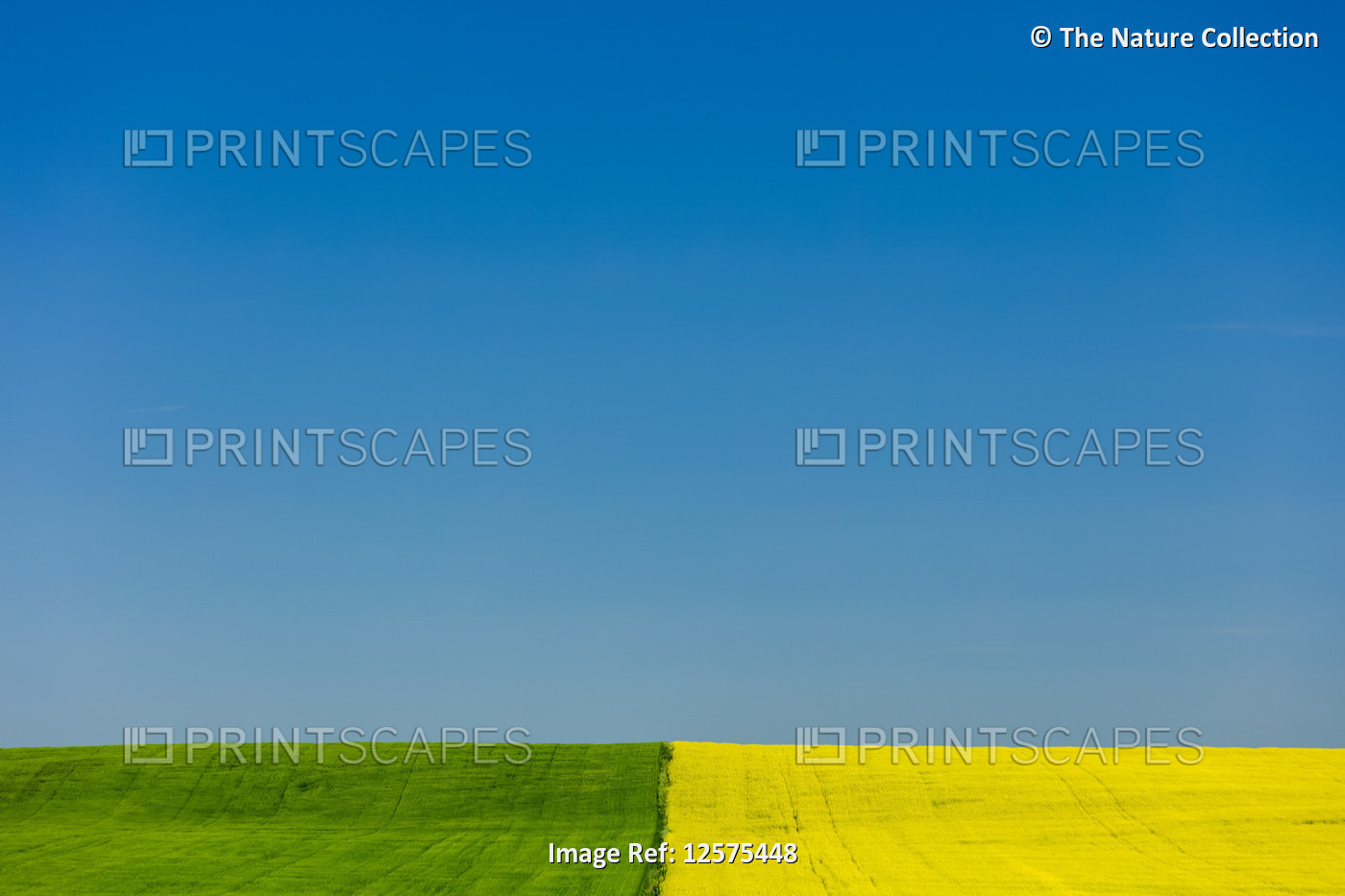 Farm fields of green and yellow side by side under a blue sky; Saskatchewan, ...