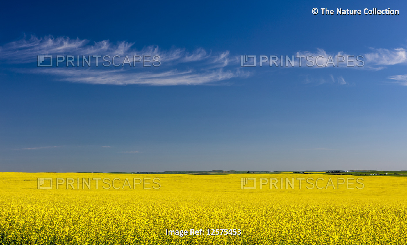 Blossoming canola field; Saskatchewan, Canada