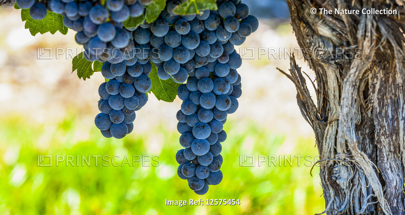 Clusters of grapes (vitis) on a vine, Okanagan Valley vineyards; British ...