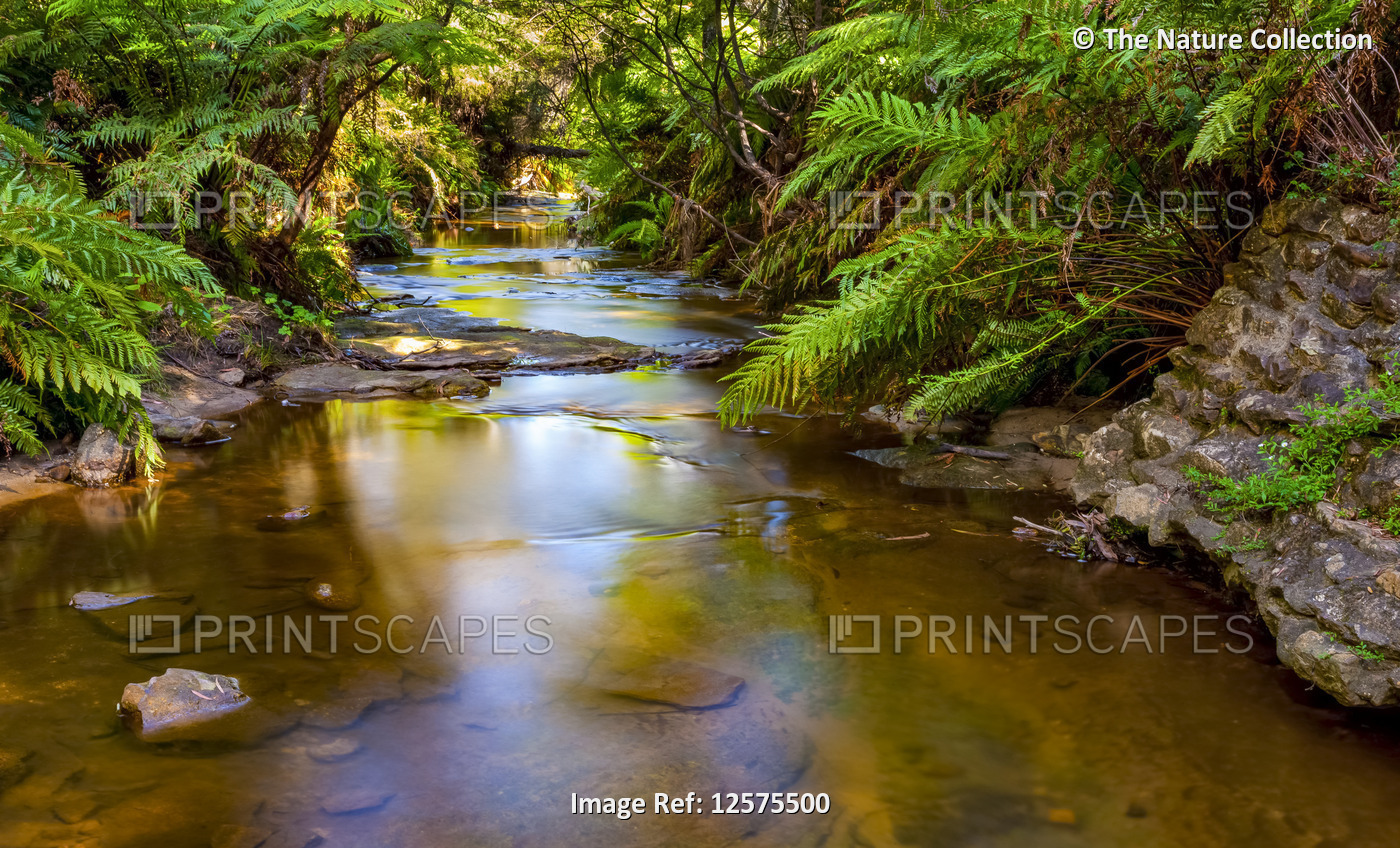 Tranquil river, Blue Mountains; New South Wales, Australia