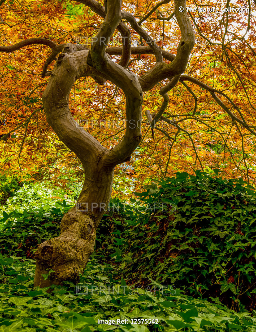 Japanese Maple (Acer palmatum), Japanese Gardens; Vancouver, British Columbia, ...