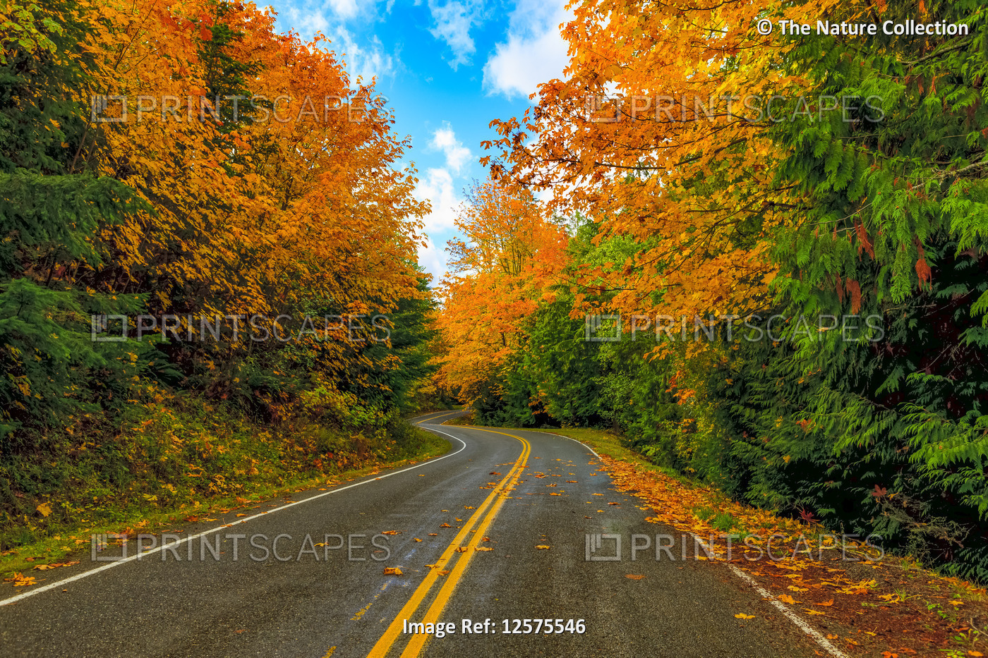 Vibrant autumn coloured foliage in a rainforest along a winding road; Oregon, ...