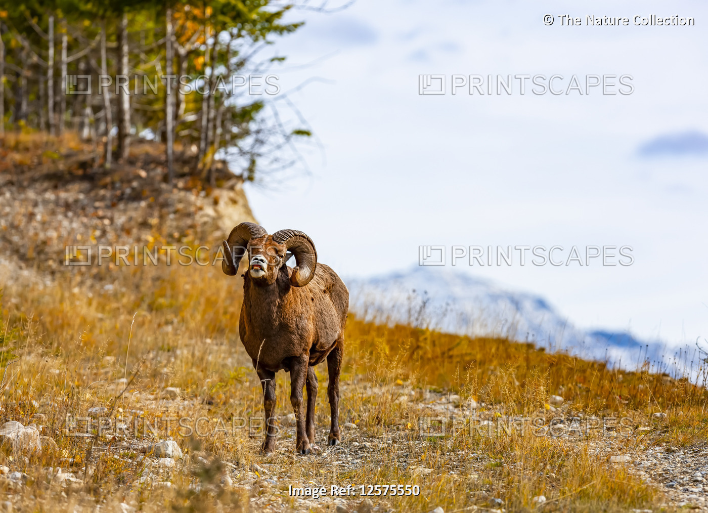 Bighorn Sheep (Ovis canadensis); British Columbia, Canada