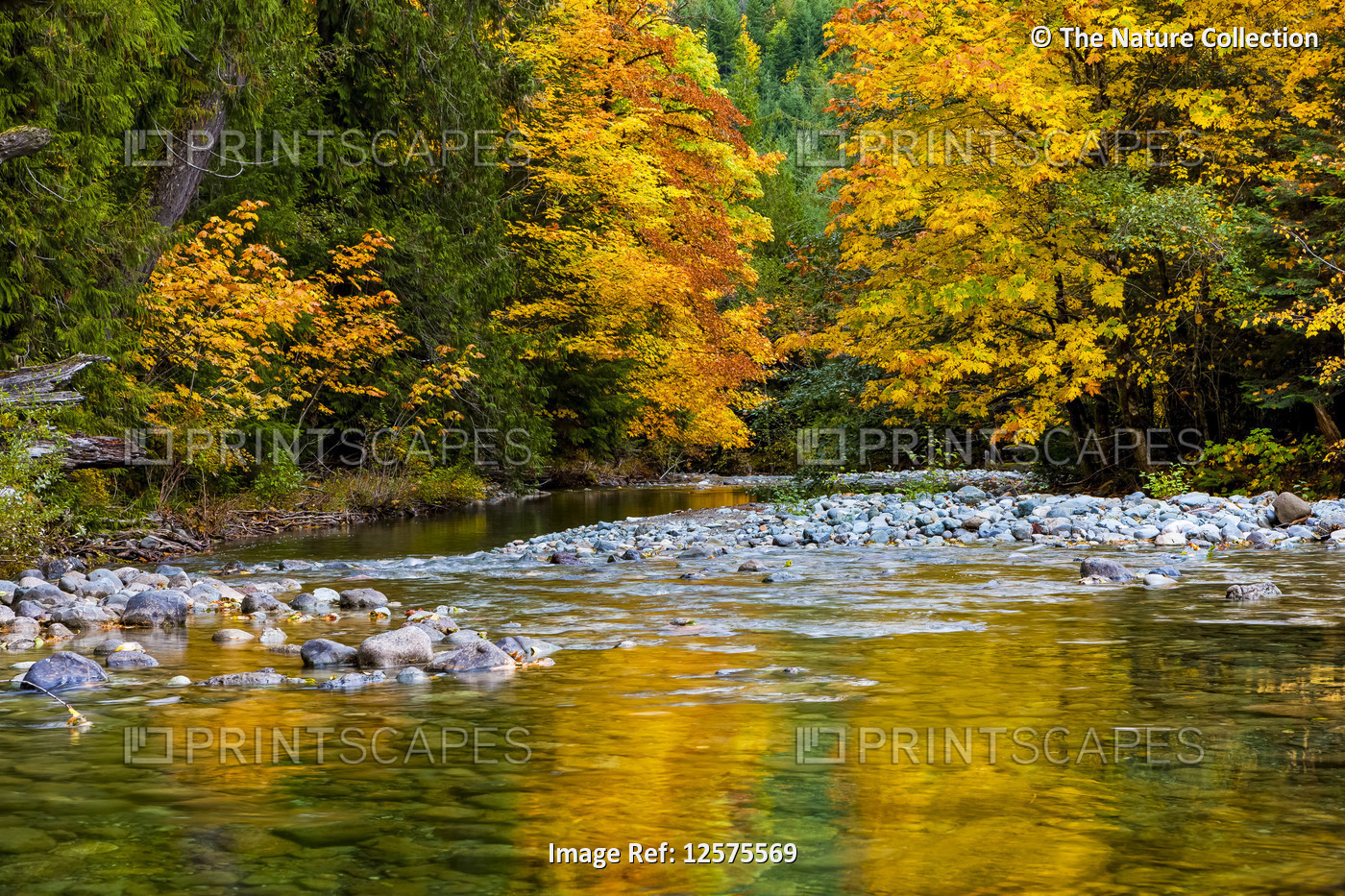 Autumn coloured foliage from a forest reflected in tranquil water in the ...