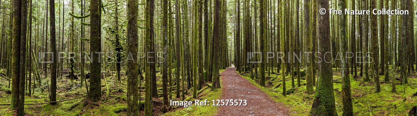 Trail through a rainforest; British Columbia, Canada