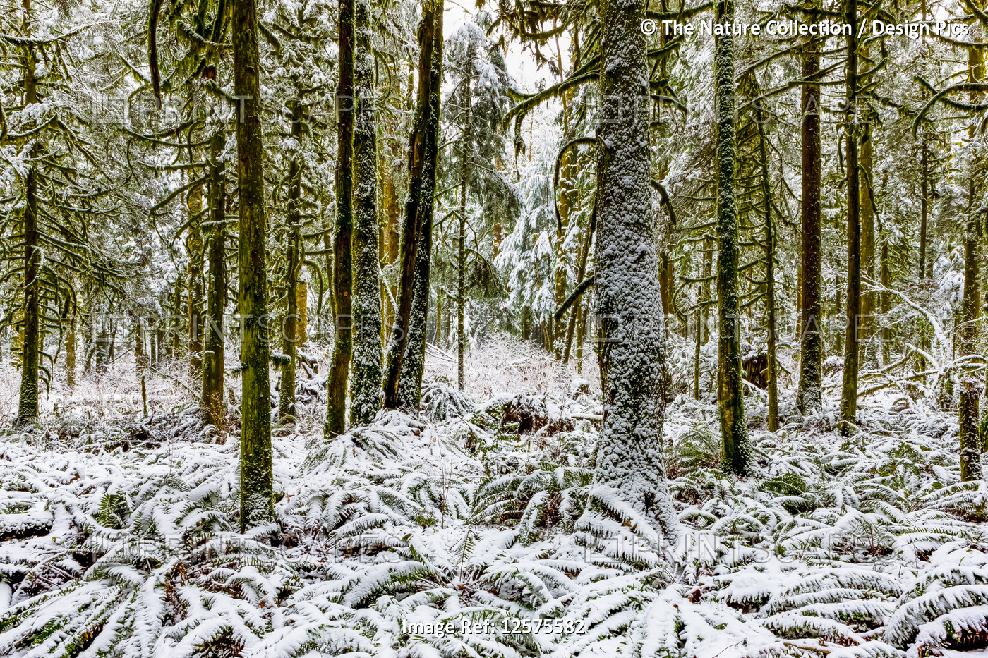 Snow covering a rainforest; British Columbia, Canada