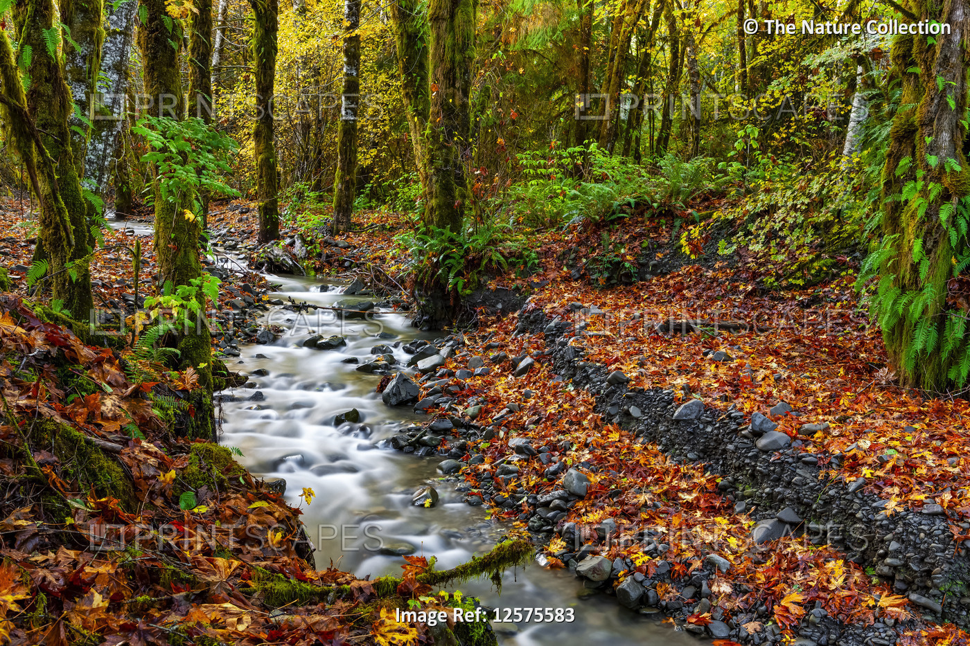 Creek flowing through a rainforest in autumn; Oregon, United States of America
