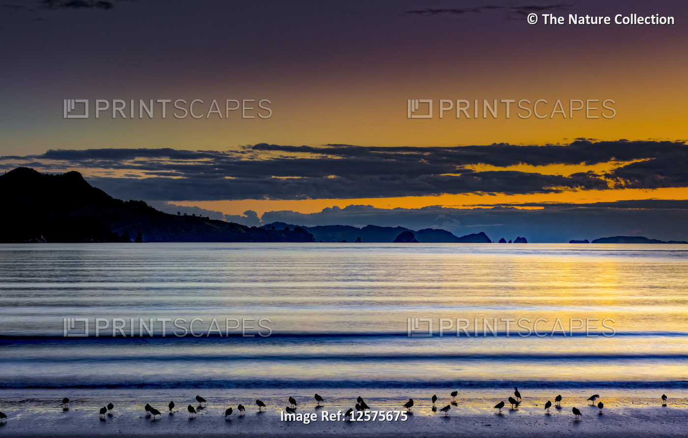 Beach with silhouetted birds and coastline at sunrise, Coromandel Peninsula; ...
