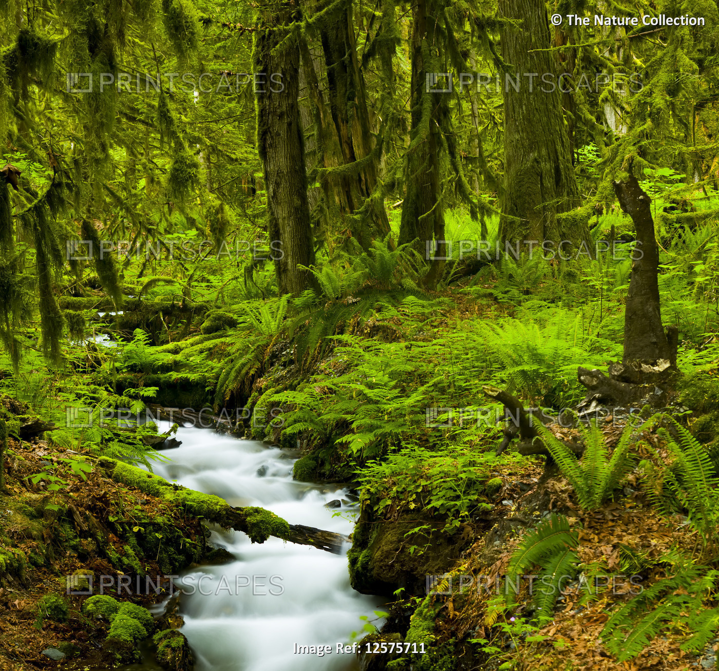 Flowing stream through a lush forest with ferns and moss, Bridal Veil Falls; ...