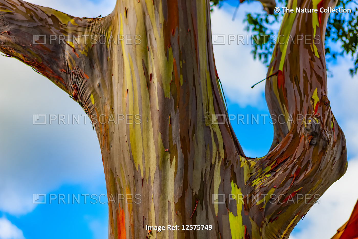 Rainbow Eucalyptus tree (Eucalyptus deglupt); Hawaii, United States of America