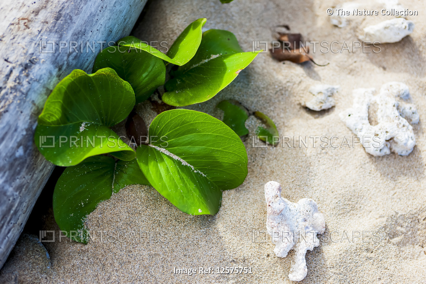 Driftwood, plant and coral on sand; Kauai, Hawaii, United States of America