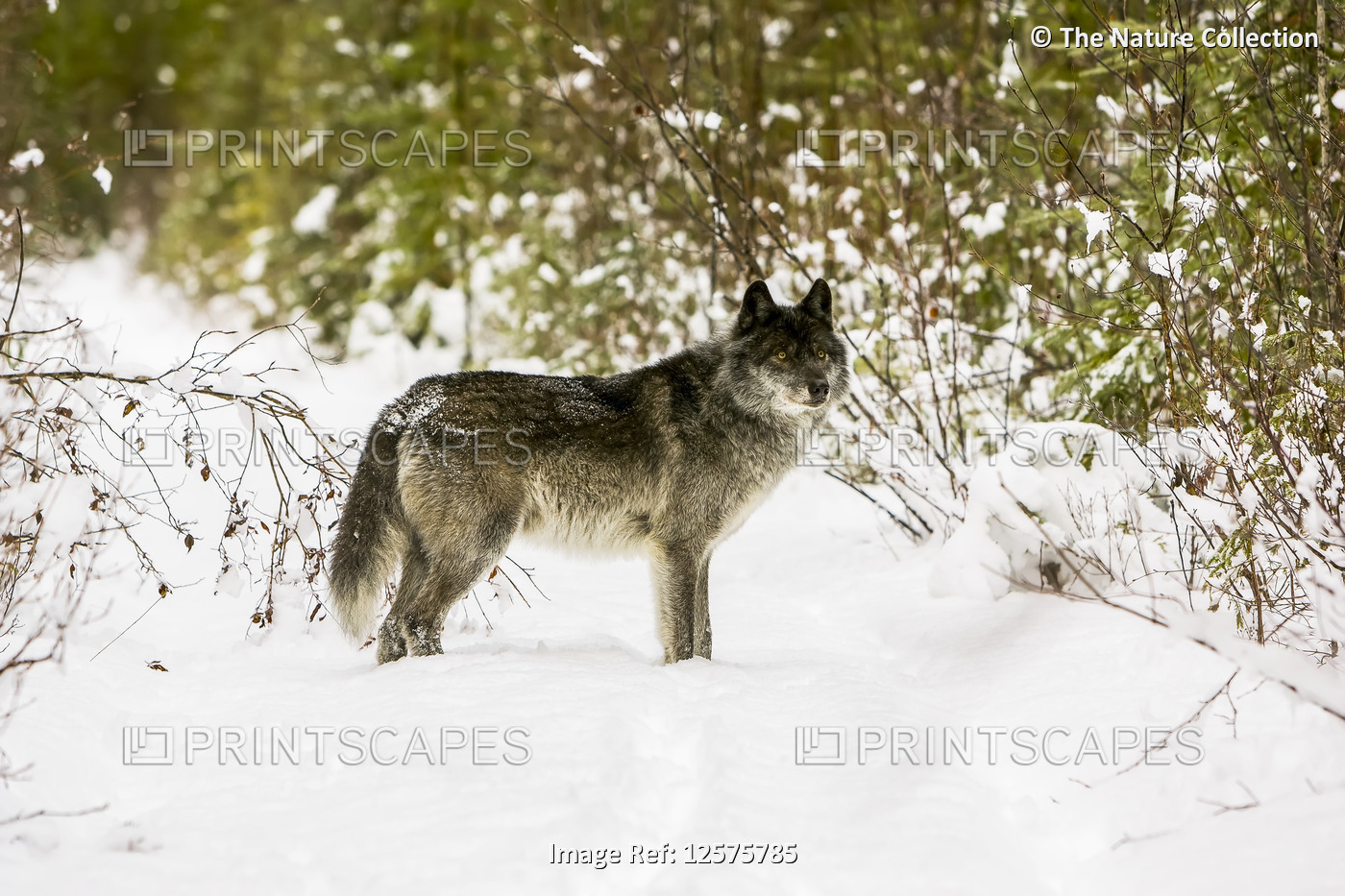 Wolf (Canis lupus) standing in snow; Golden, British Columbia, Canada