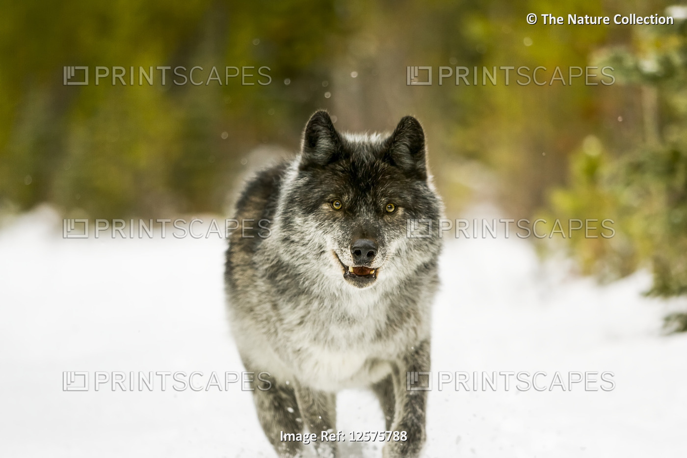 Wolf (Canis lupus) walking in snow; Golden, British Columbia, Canada