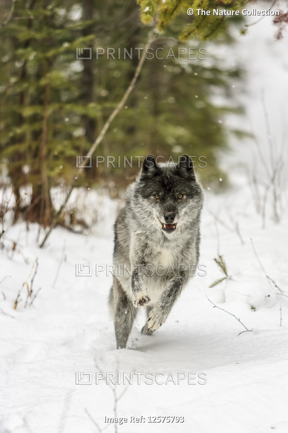 Wolf (Canis lupus) running in snow; Golden, British Columbia, Canada