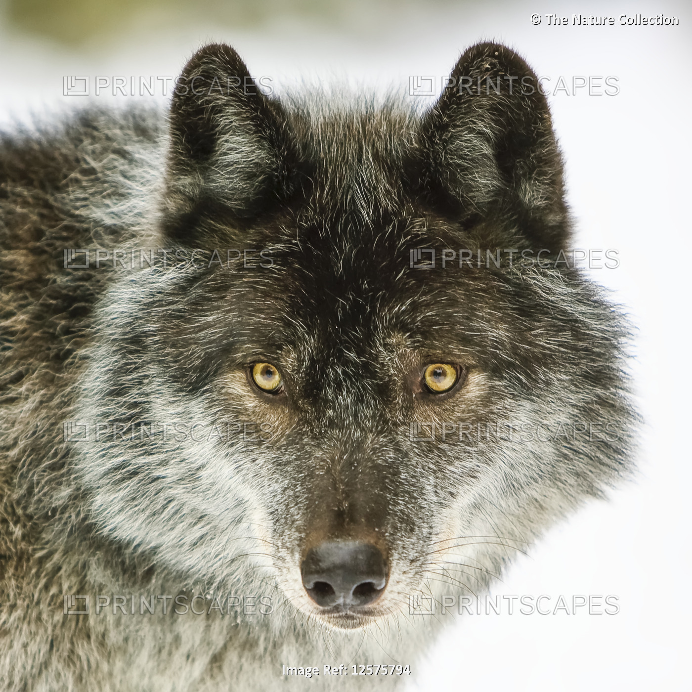 Close-up portrait of a wolf (Canis lupus) looking into the camera; Golden, ...