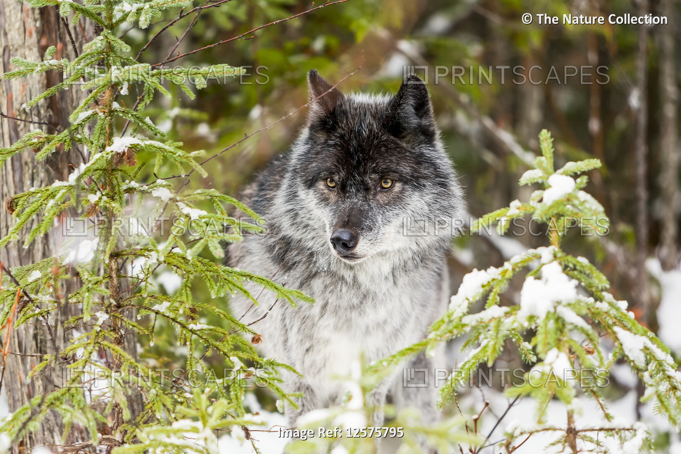 Wolf (Canis lupus) looking out from trees in snow; Golden, British Columbia, ...
