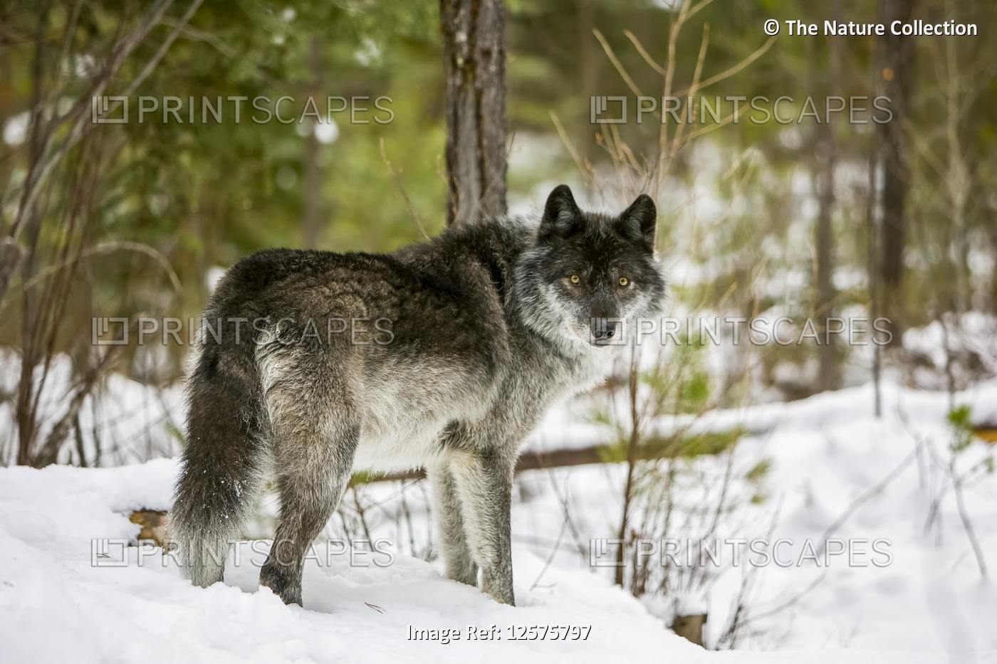 Wolf (Canis lupus) standing in snow; Golden, British Columbia, Canada