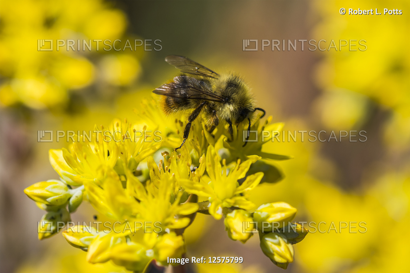 A bumblebee collects nectar from sedum blossoms in a flower garden; Astoria, ...