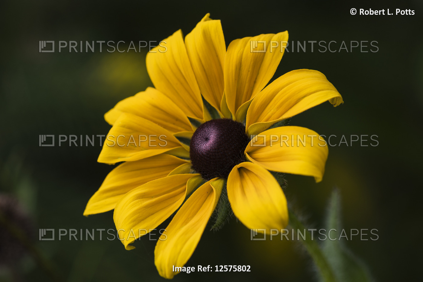 A Black-eyed susan (Rudbeckia hirta) blooms in a flower garden in summertime; ...