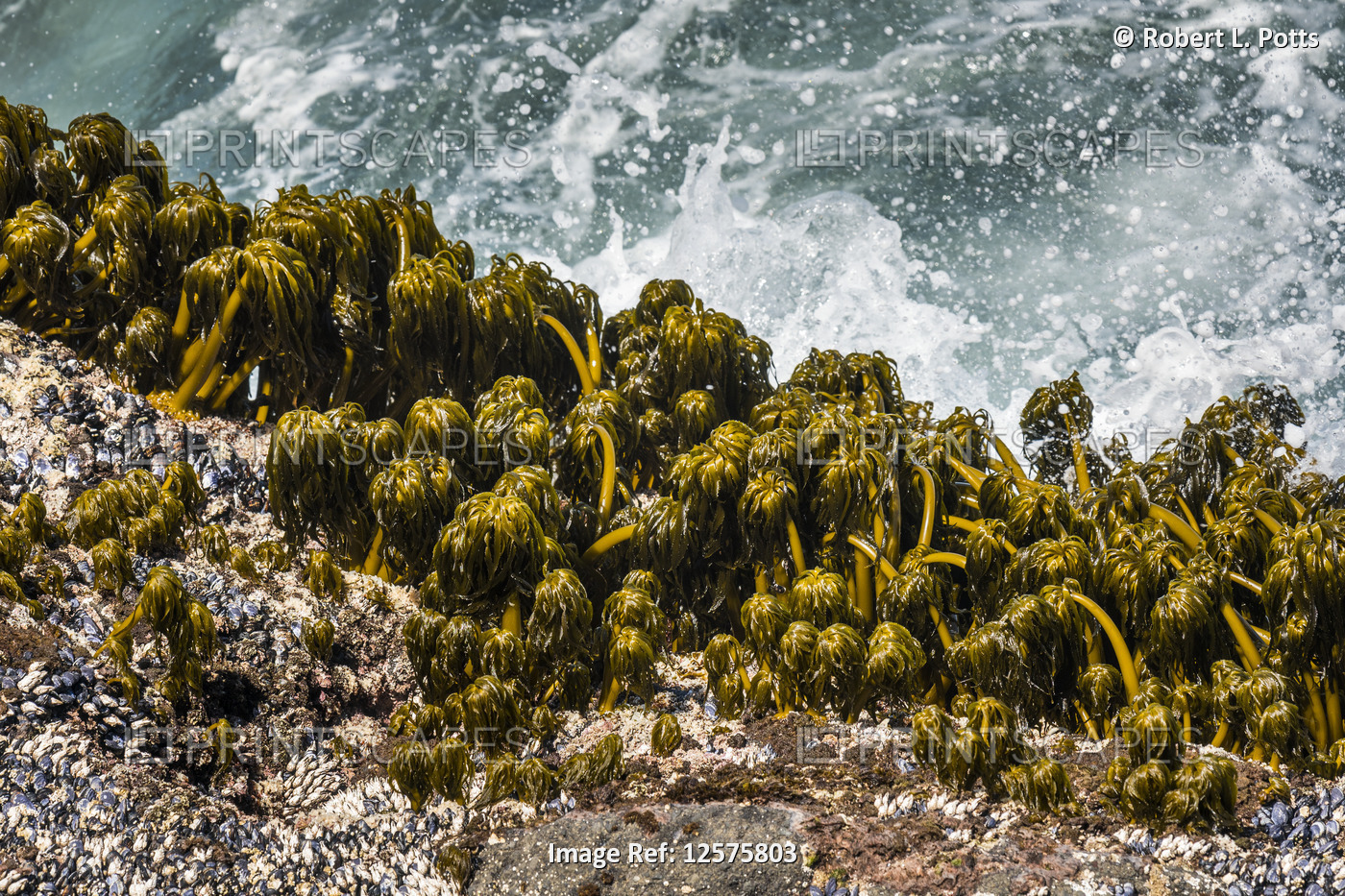 Sea Palms (Postelsia palmaeformis) cling to the rocks in the surf at Rocky ...