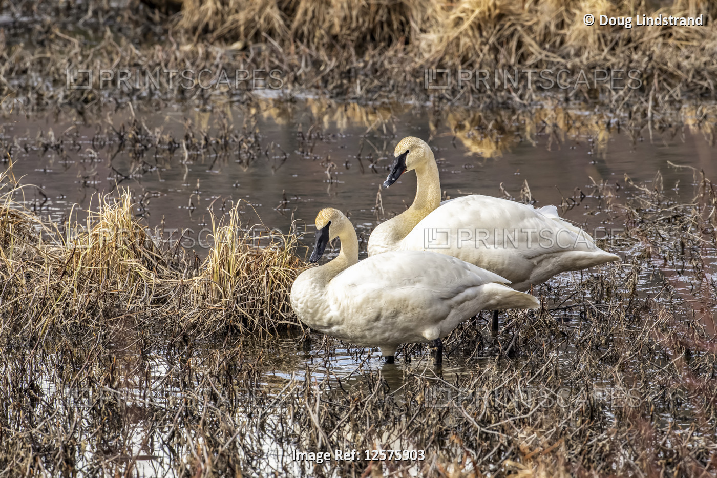 Trumpeter swans (Cygnus buccinator) in a pond across from Tern Lake on the ...