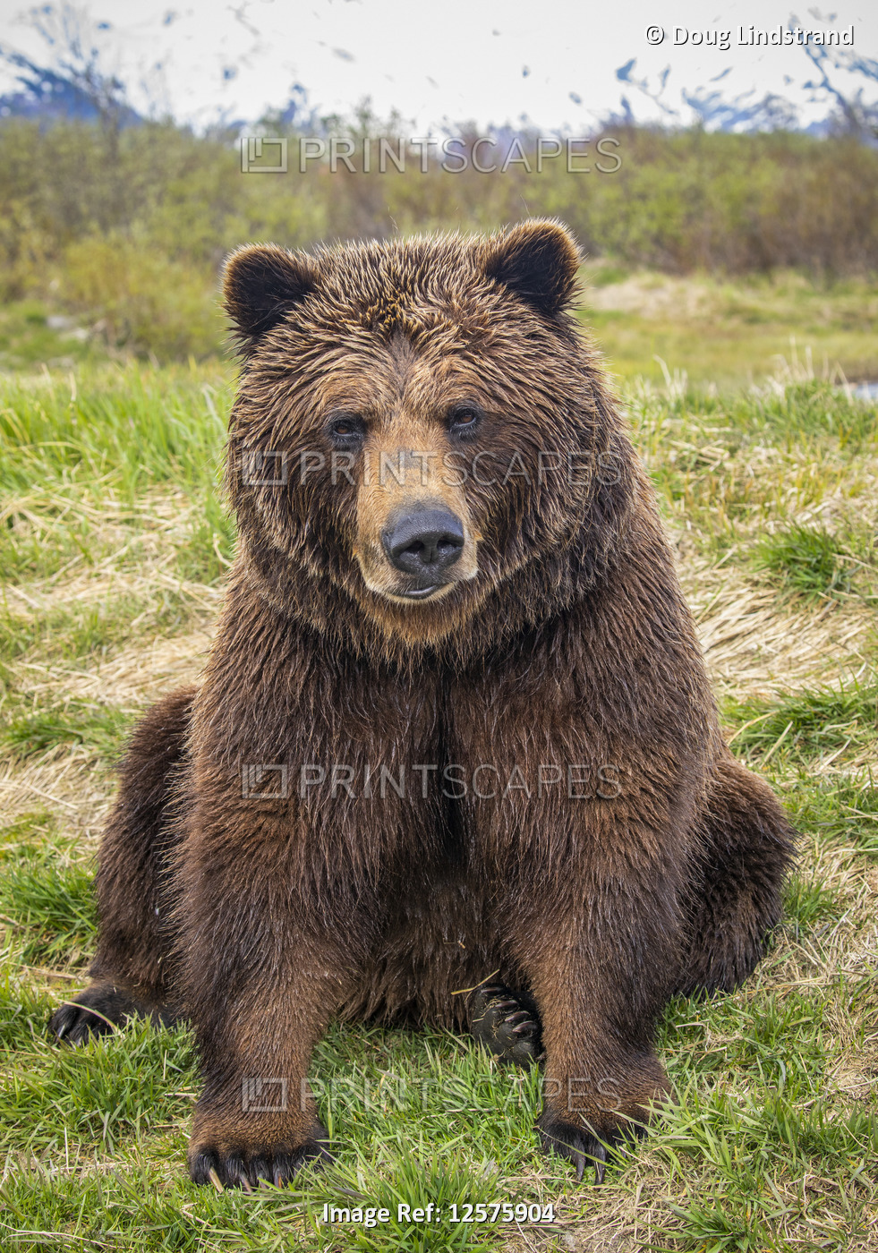 Brown bear (Ursus arctos) sow sitting on grass and looking at the camera, ...