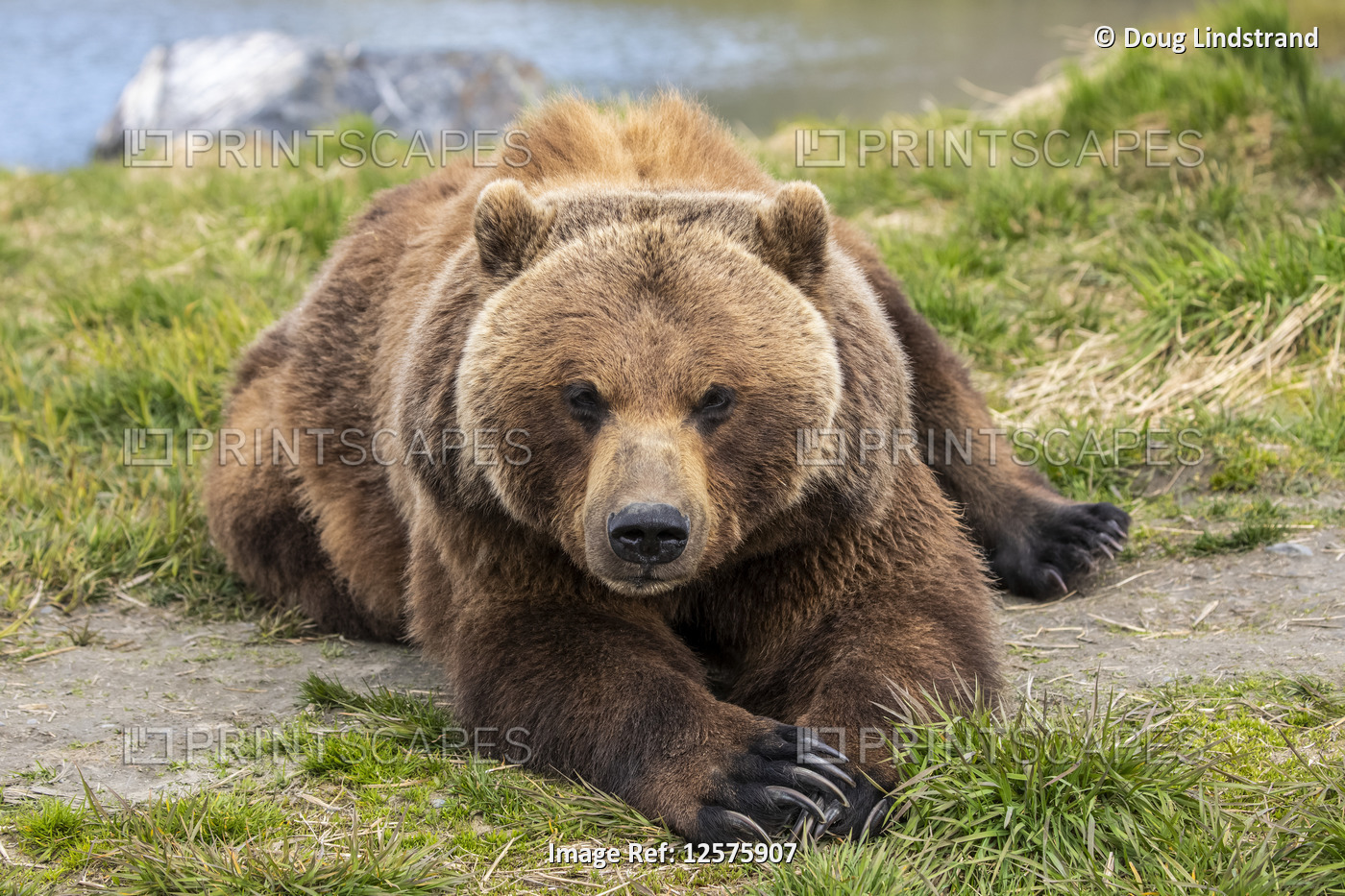 Brown bear (Ursus arctos) sow lying down on grass and looking at the camera, ...