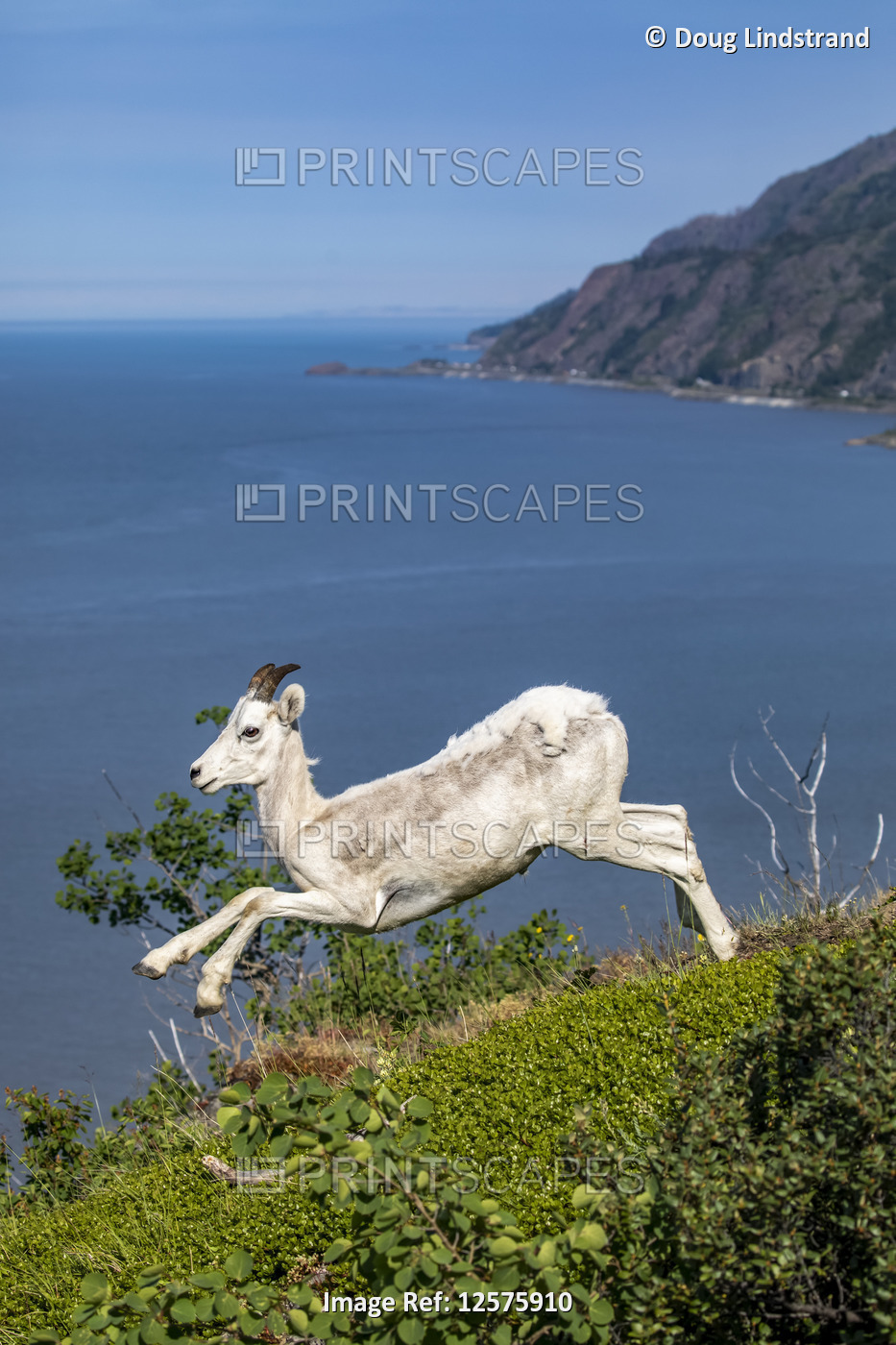 Young Dall sheep (Ovis dalli) ram running in the Windy Point area of the ...