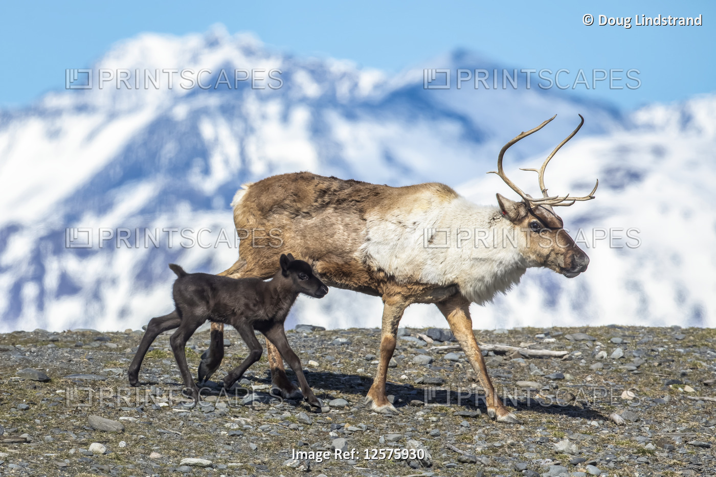 A reindeer (Rangifer tarandus) cow with her new calf, calf staying very close ...