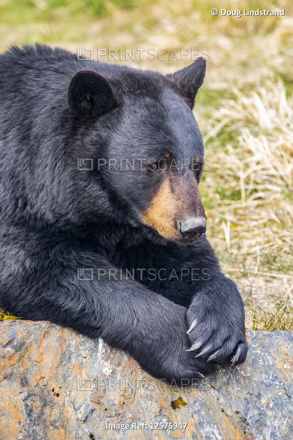 A male Black bear (Ursus americanus) rests on a hillside, Alaska Wildlife ...
