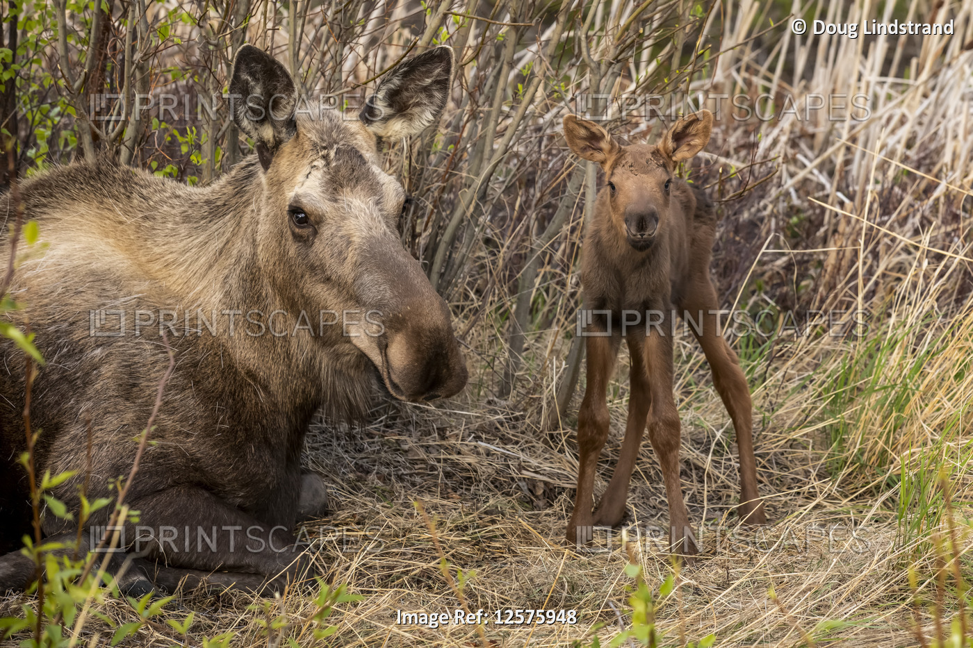 Cow moose (Alces alces) and newborn calf, South-central Alaska; Anchorage, ...