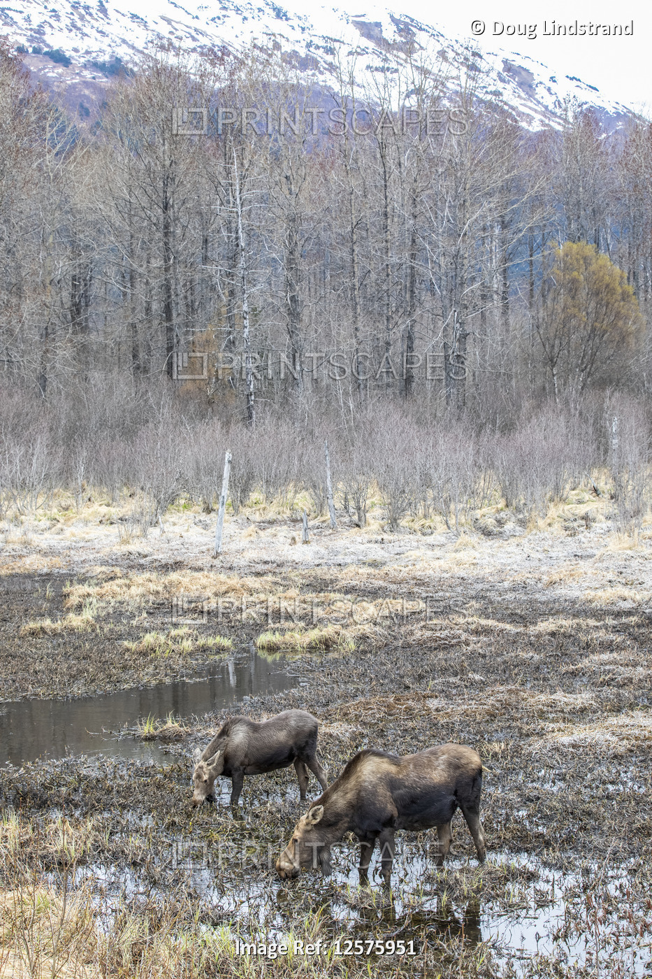 Two cow moose (Alces alces) walking in the shallow water of wetlands; Alaska, ...