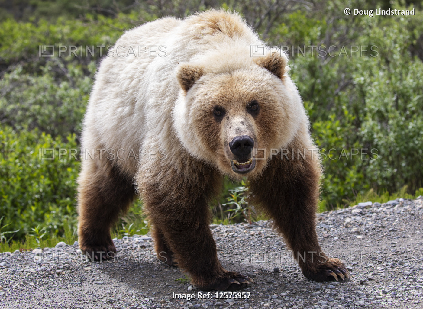 A light colored Grizzly bear (Ursus arctos horribilis) stares at the ...
