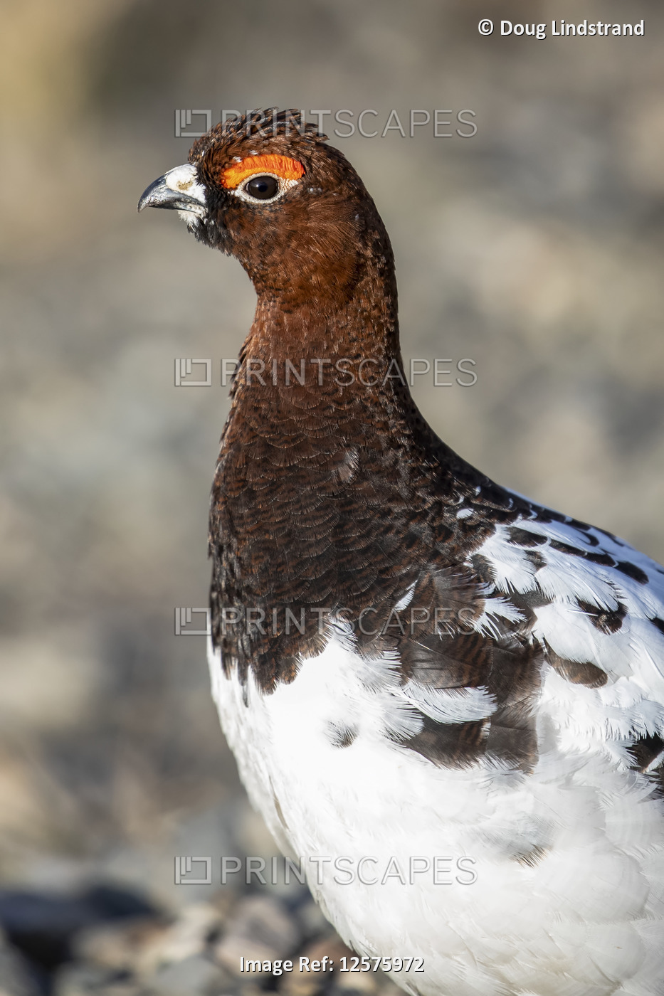 Willow Ptarmigan male (Lagopus lagopus) turning into his summer colours from ...