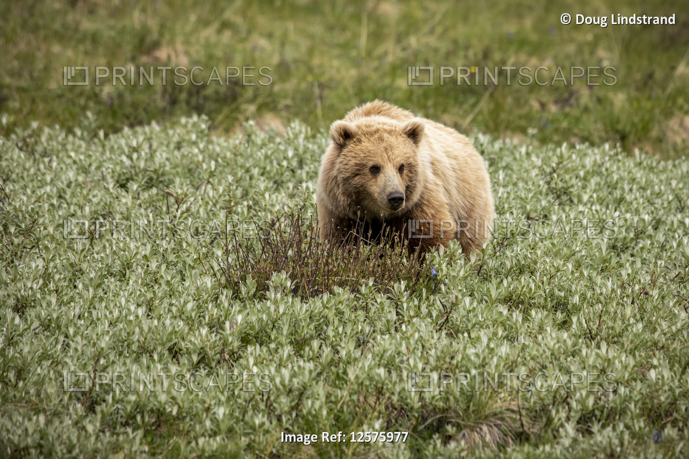 Immature light coloured grizzly bear (Ursus arctos hornbilis), Denali National ...