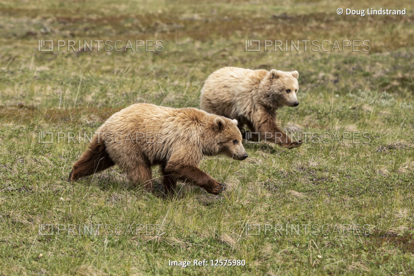 A pair of immature grizzly cubs (Ursus arctos horribilis) run together to catch ...
