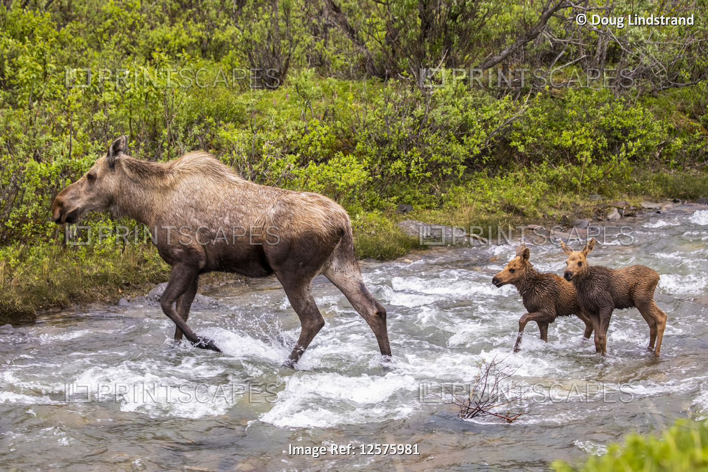 A cow moose (Alces alces) with twin calves crossing Igloo Creek, Denali ...