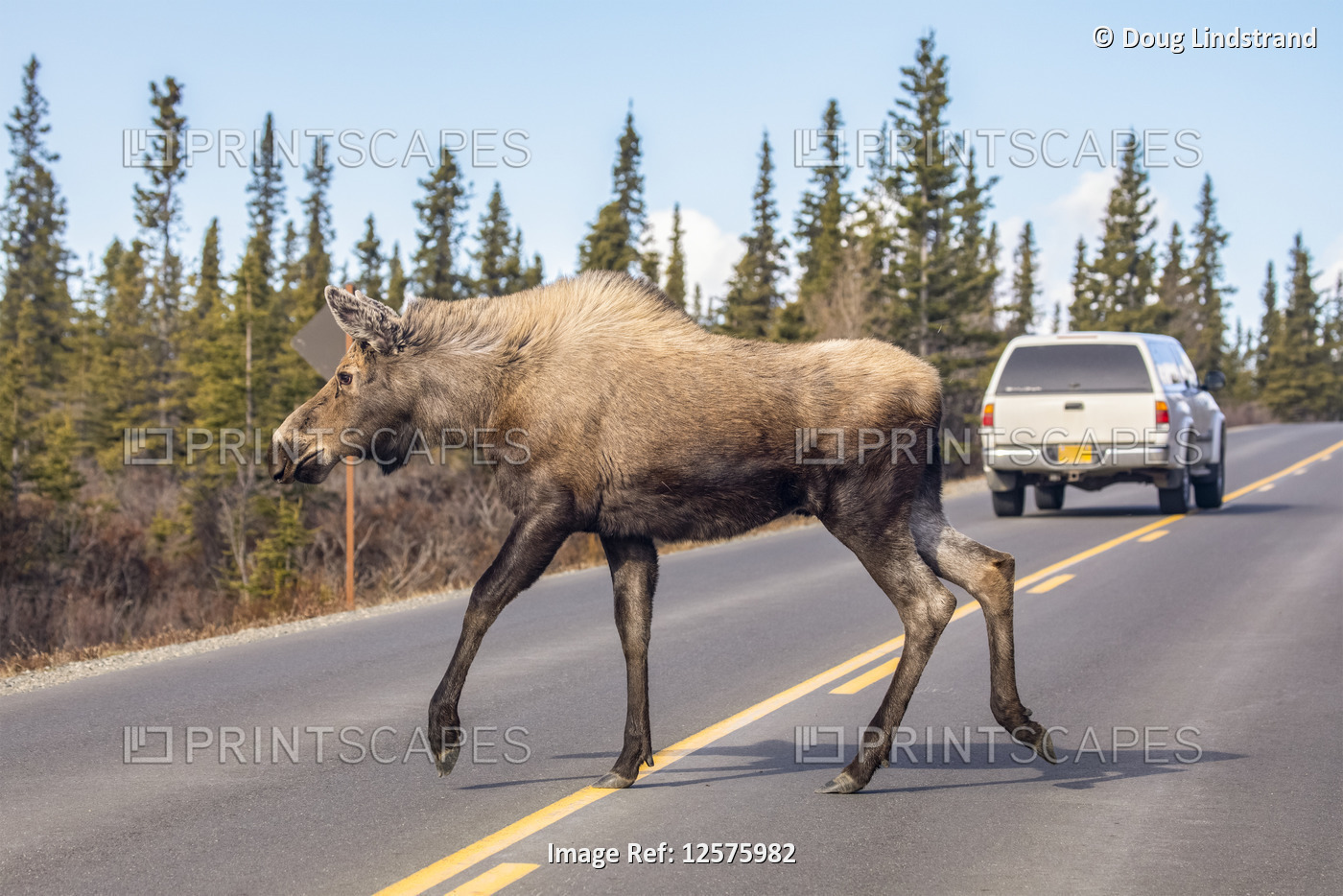 A cow moose (Alces alces) crosses the Park road after a car swung around her, ...