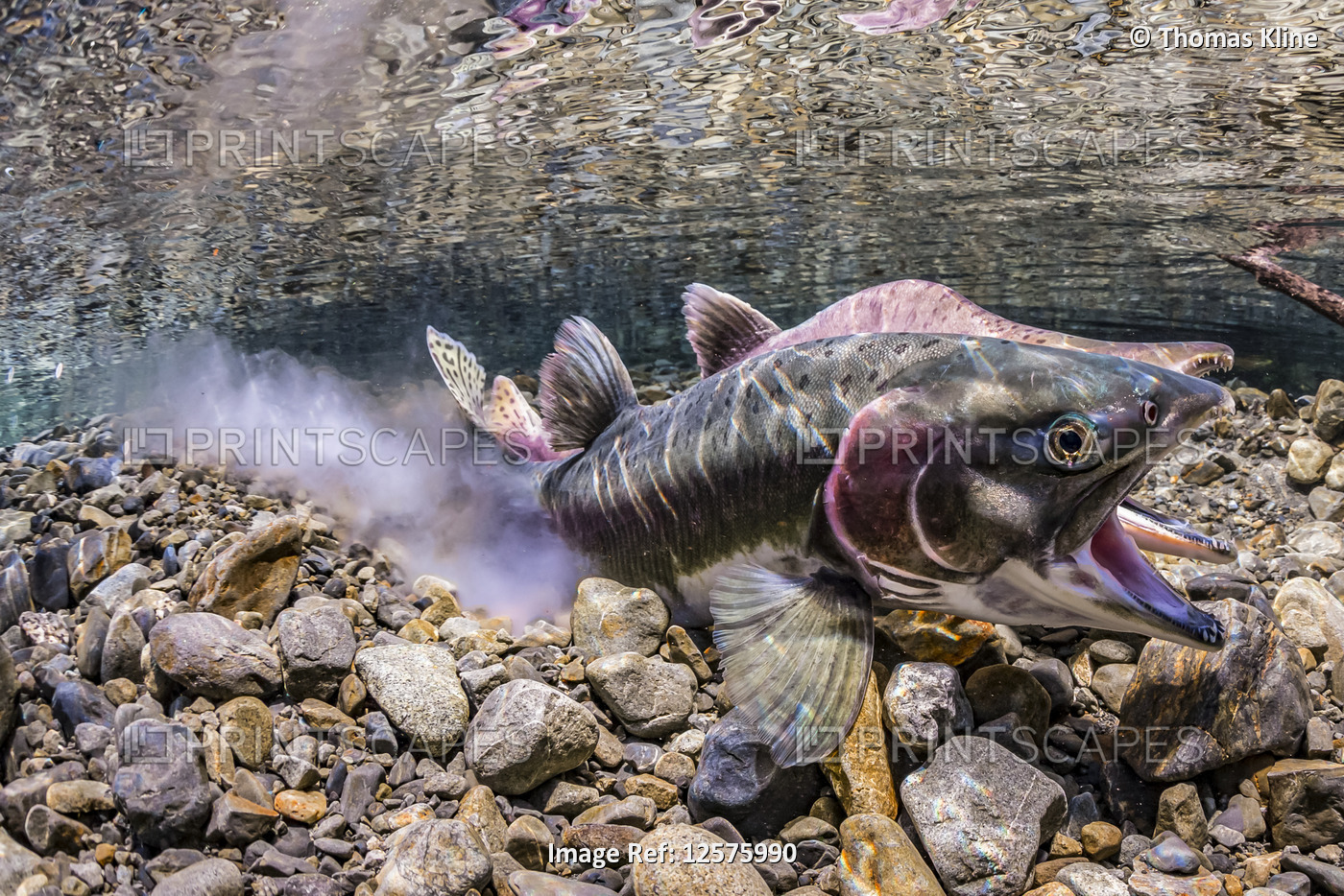 Pink Salmon (Oncorhynchus gorbuscha) in the act of spawning in a small creek on ...