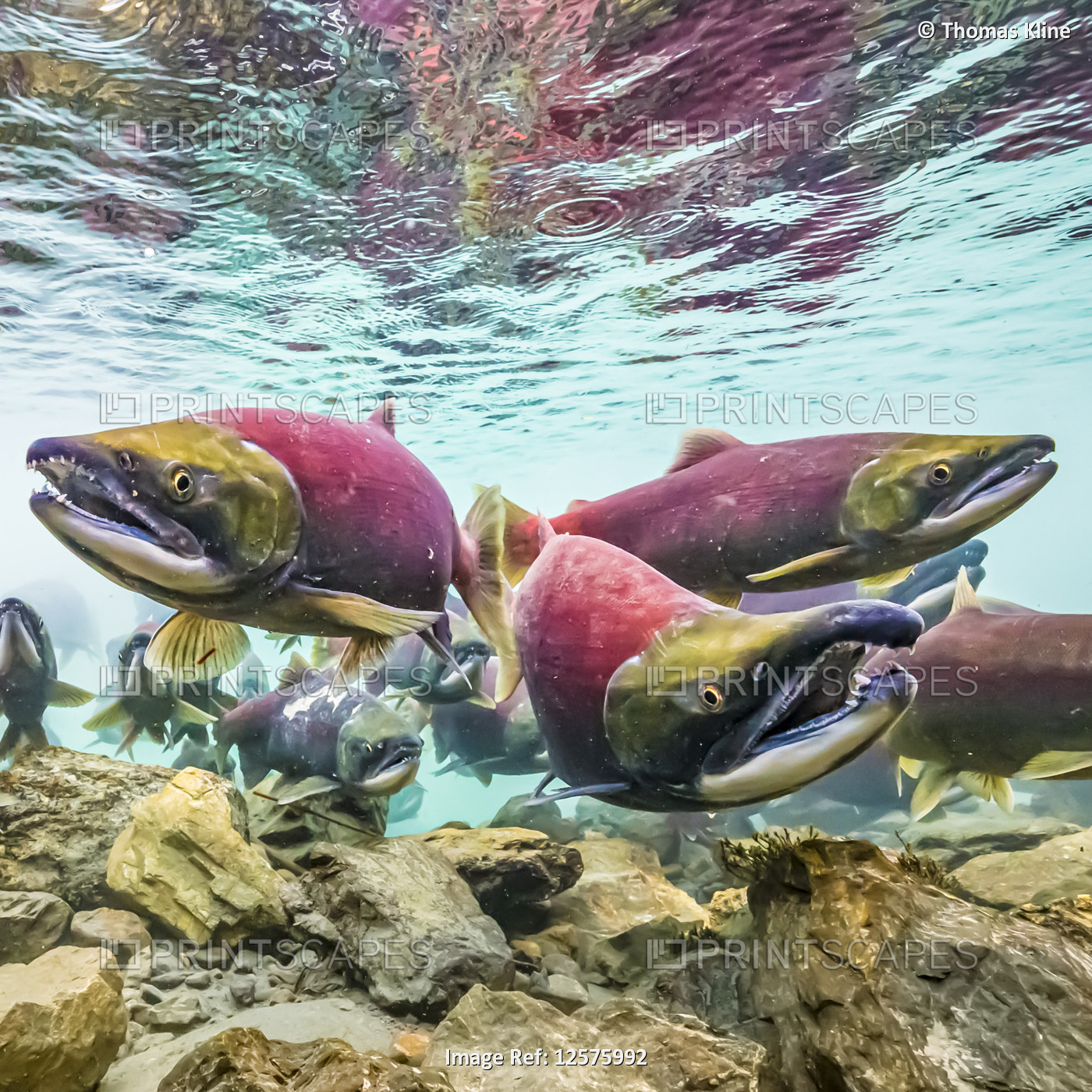 Sockeye Salmon (Oncorhynchus nerka) in nuptial coloration approaching their ...
