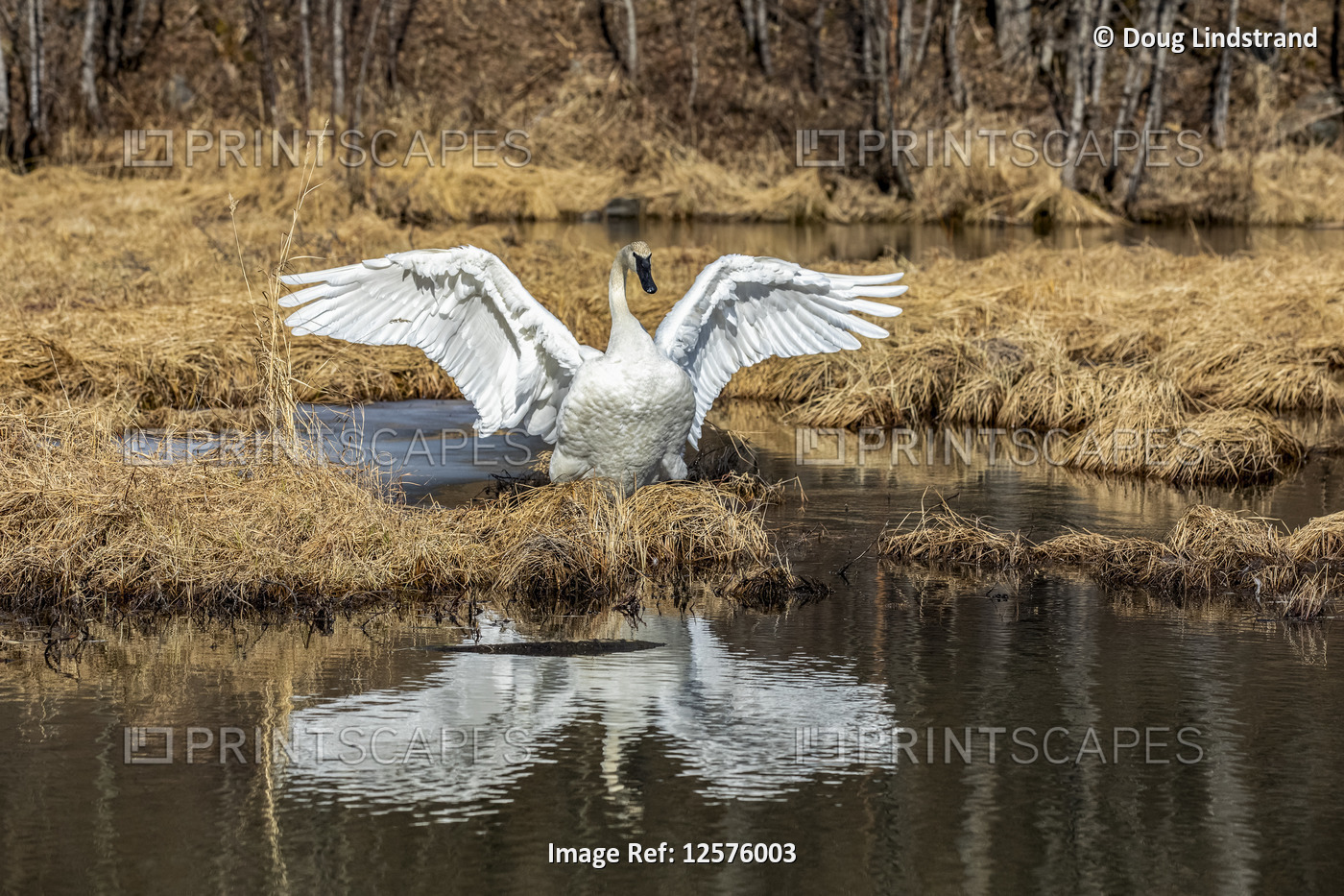 A Trumpeter swan (Cygnus buccinator) standing with wings spread and reflected ...